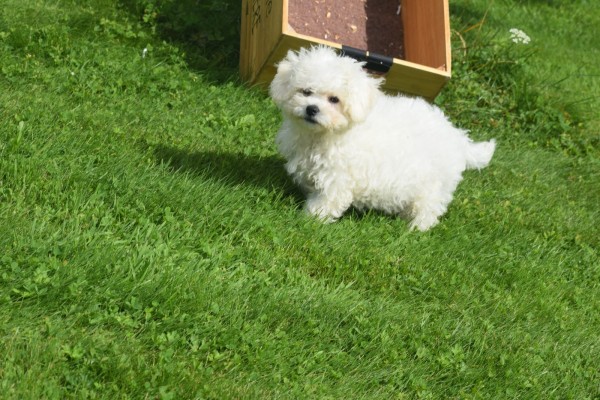 Bichon (reu) 85211
