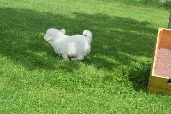 Bichon (reu) 85211