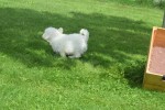 Bichon (reu) 85211