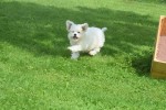 Bichon (reu) 85211