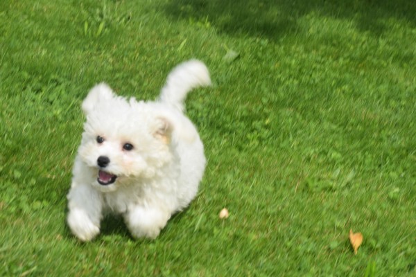 Bichon (reu) 85211