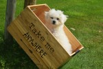 Bichon (reu) 85211