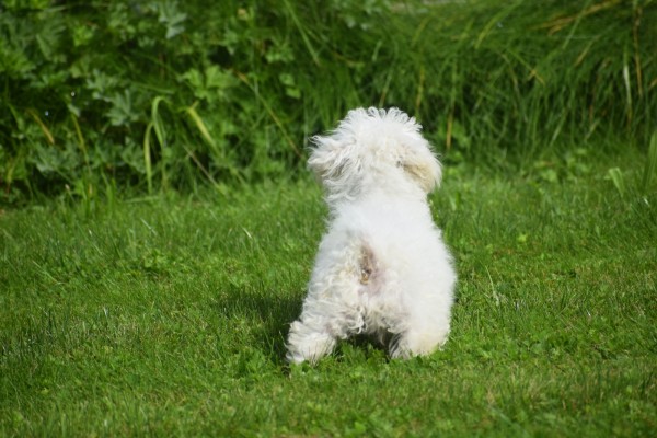 Bichon (reu) 84633