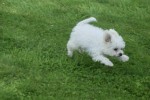 Bichon (reu) 84633