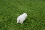Bichon (reu) 84633