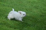 Bichon (reu) 84633