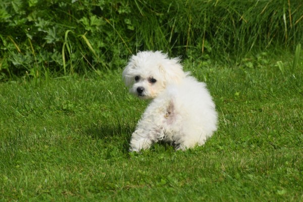 Bichon (reu) 84633