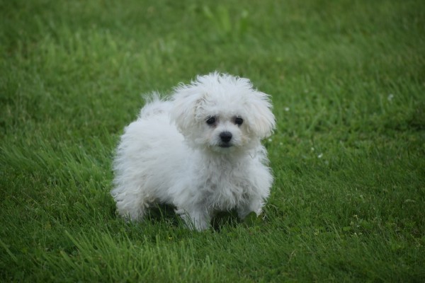 Bichon (reu) 84633