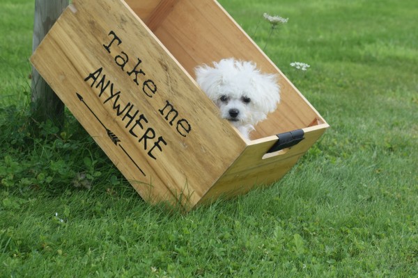 Bichon (reu) 84633