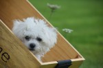 Bichon (reu) 84633
