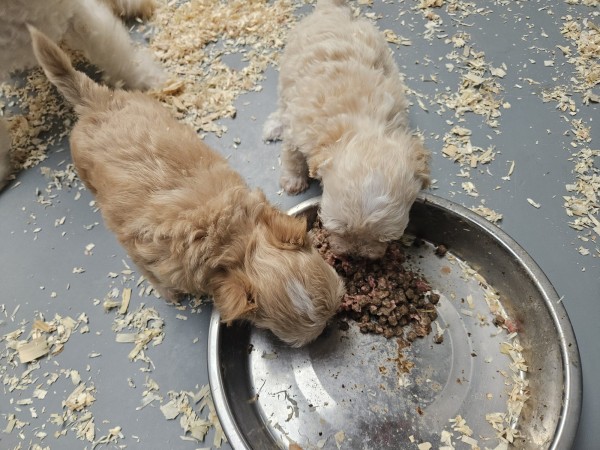 Maltipoo nestje 