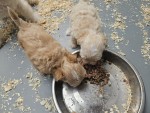 Maltipoo nestje 