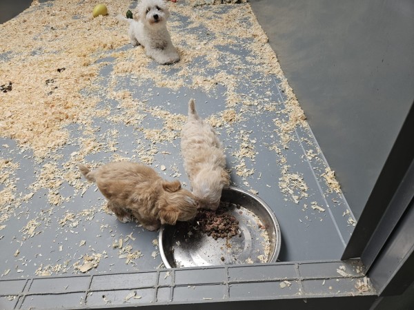 Maltipoo nestje 