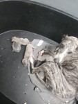 Whippet nestje 