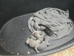 Whippet nestje 