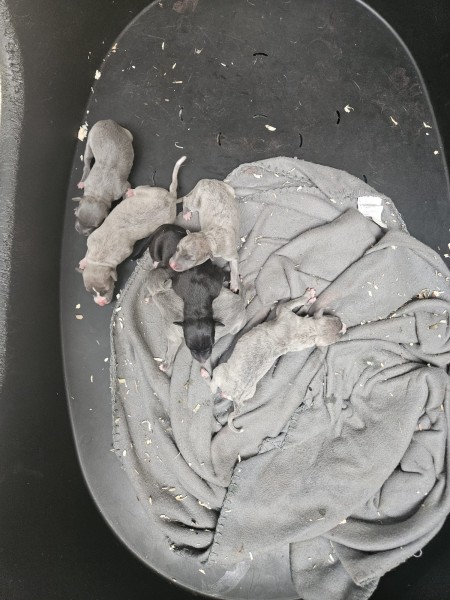 Whippet nestje 