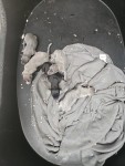 Whippet nestje 