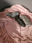 Whippet nestje 