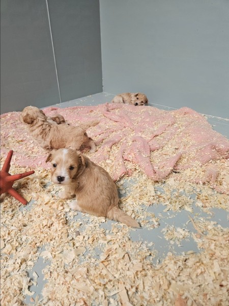 Maltipoo nestje 