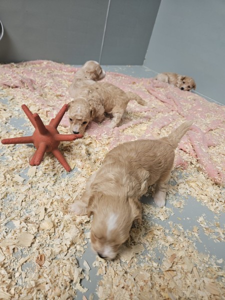 Maltipoo nestje 