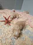 Maltipoo nestje 