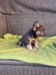 Franse bulldog Fluffy