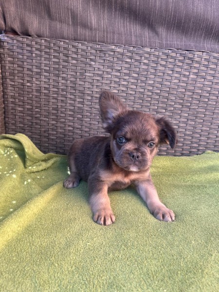 Franse bulldog Fluffy