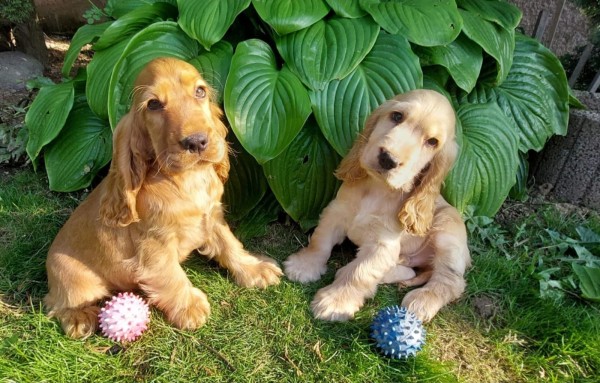 Engelse cocker spaniel