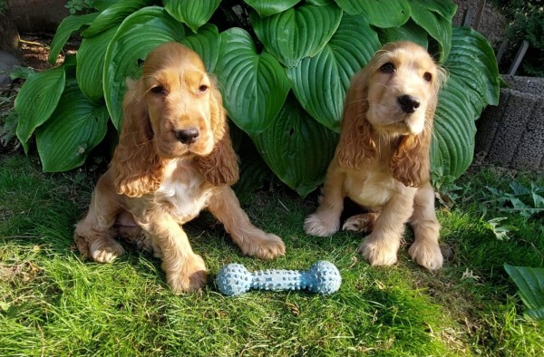 Engelse cocker spaniel