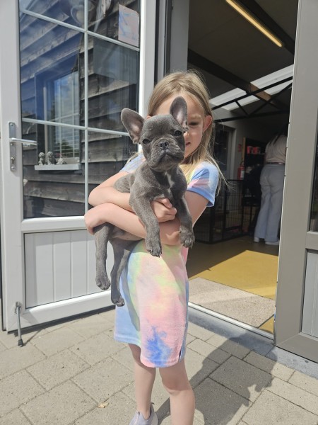Bouldogue Francais (reu) 29800