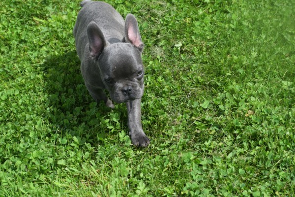 Bouldogue Francais (reu) 29800