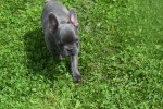 Bouldogue Francais (reu) 29800