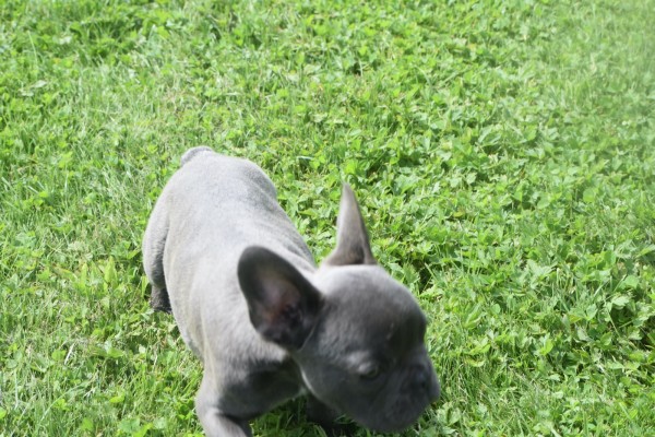 Bouldogue Francais (reu) 29800