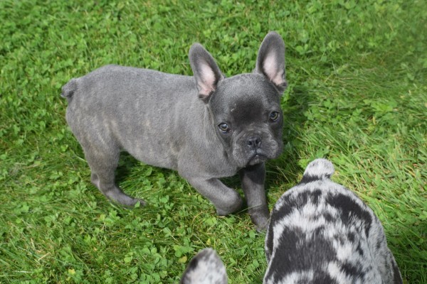 Bouldogue Francais (reu) 29800