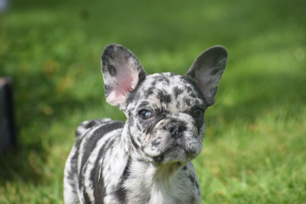 Bouldogue Francais (teef) 38906