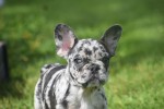 Bouldogue Francais (teef) 38906