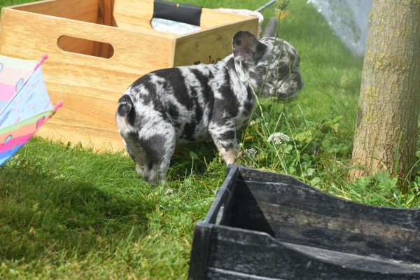 Bouldogue Francais (teef) 38906