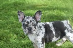 Bouldogue Francais (teef) 38906