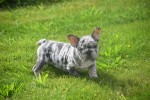 Bouldogue Francais (reu) 85428