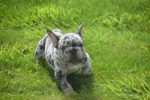 Bouldogue Francais (reu) 85428