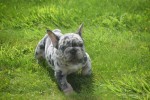 Bouldogue Francais (reu) 85428