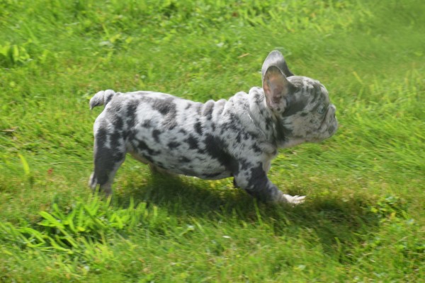 Bouldogue Francais (reu) 85428