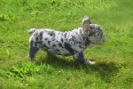 Bouldogue Francais (reu) 85428
