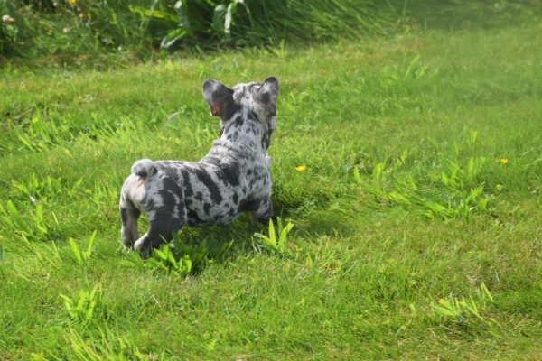 Bouldogue Francais (reu) 85428