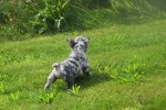 Bouldogue Francais (reu) 85428