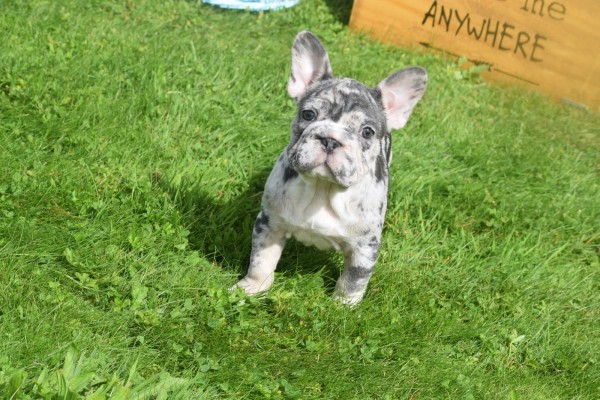 Bouldogue Francais (teef) 39009