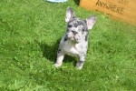 Bouldogue Francais (teef) 39009