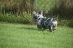 Bouldogue Francais (teef) 39009