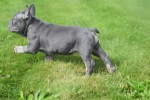 Bouldogue Francais (reu) 39054
