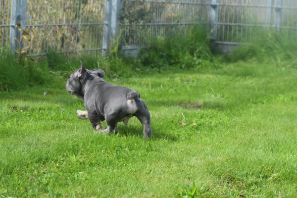 Bouldogue Francais (reu) 39054